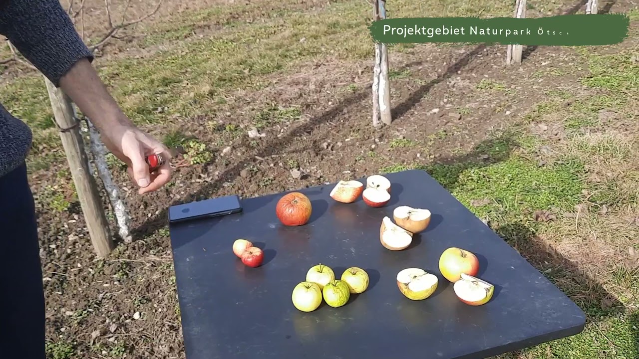 Alte Sorten im Streuobstbau - Dr. Spornberger Andreas (BOKU)