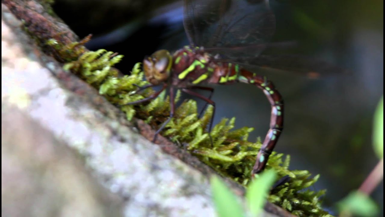 MVI 080511 shadow darner