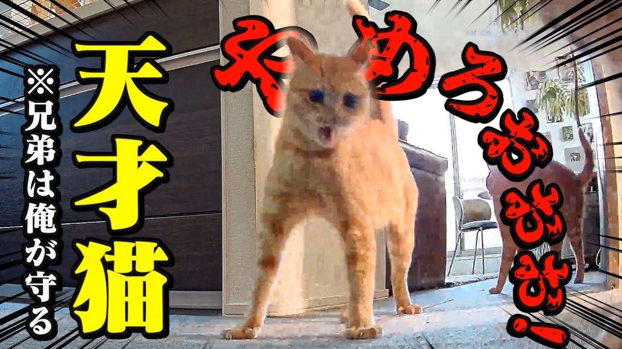 【感動】「兄弟は俺が守る！」とピンチには必ず駆けつける天才猫