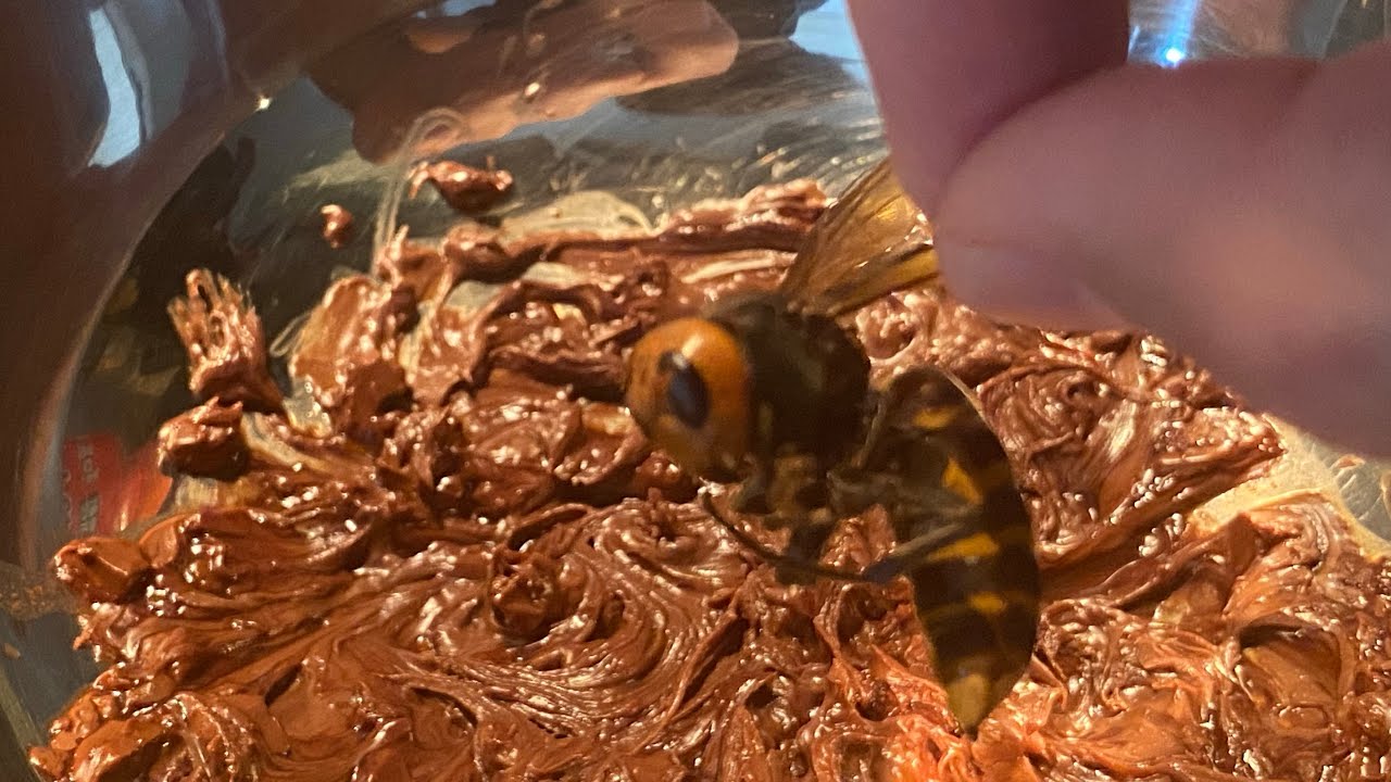 スズメバチをチョコでコーティング