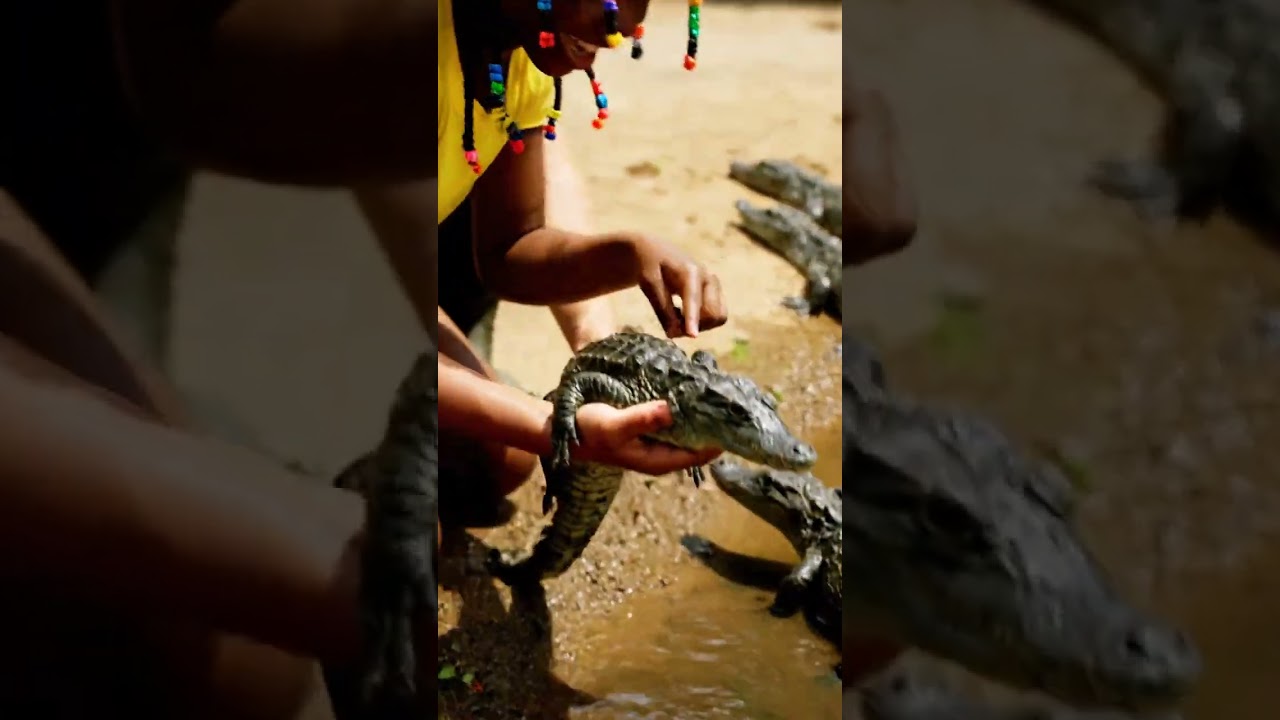 Crocodile Farm Tour | Daily Life on a Crocodile Farm Tour | 