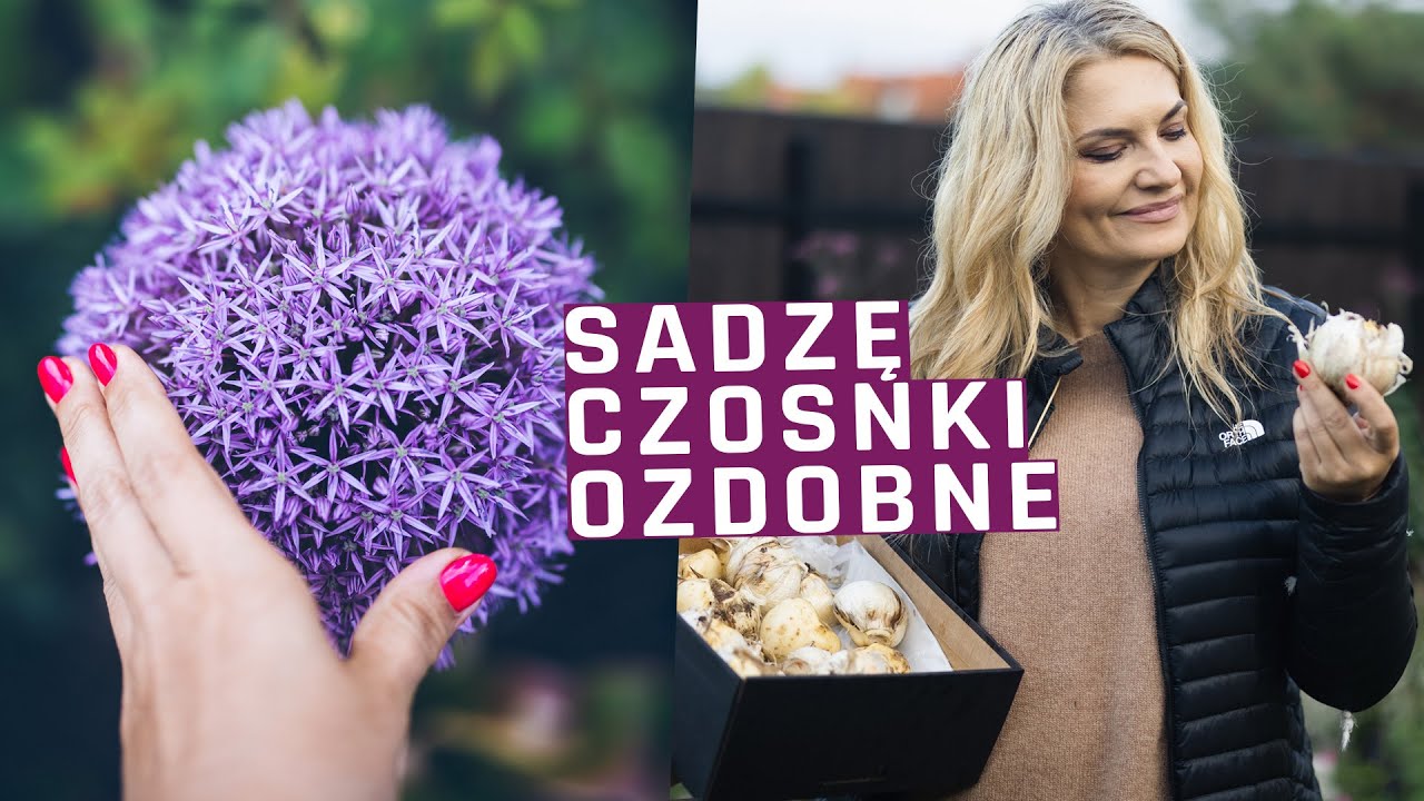 Sadzę czosnek ozdobny Globemaster - jakie miejsca są najlepsze i jak go sadzić w ogrodzie