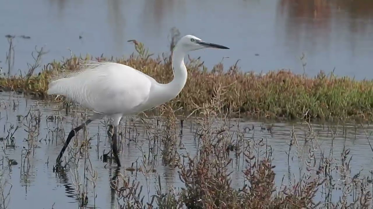 garzetta in abito nuziale va a pesca a inizio autunno