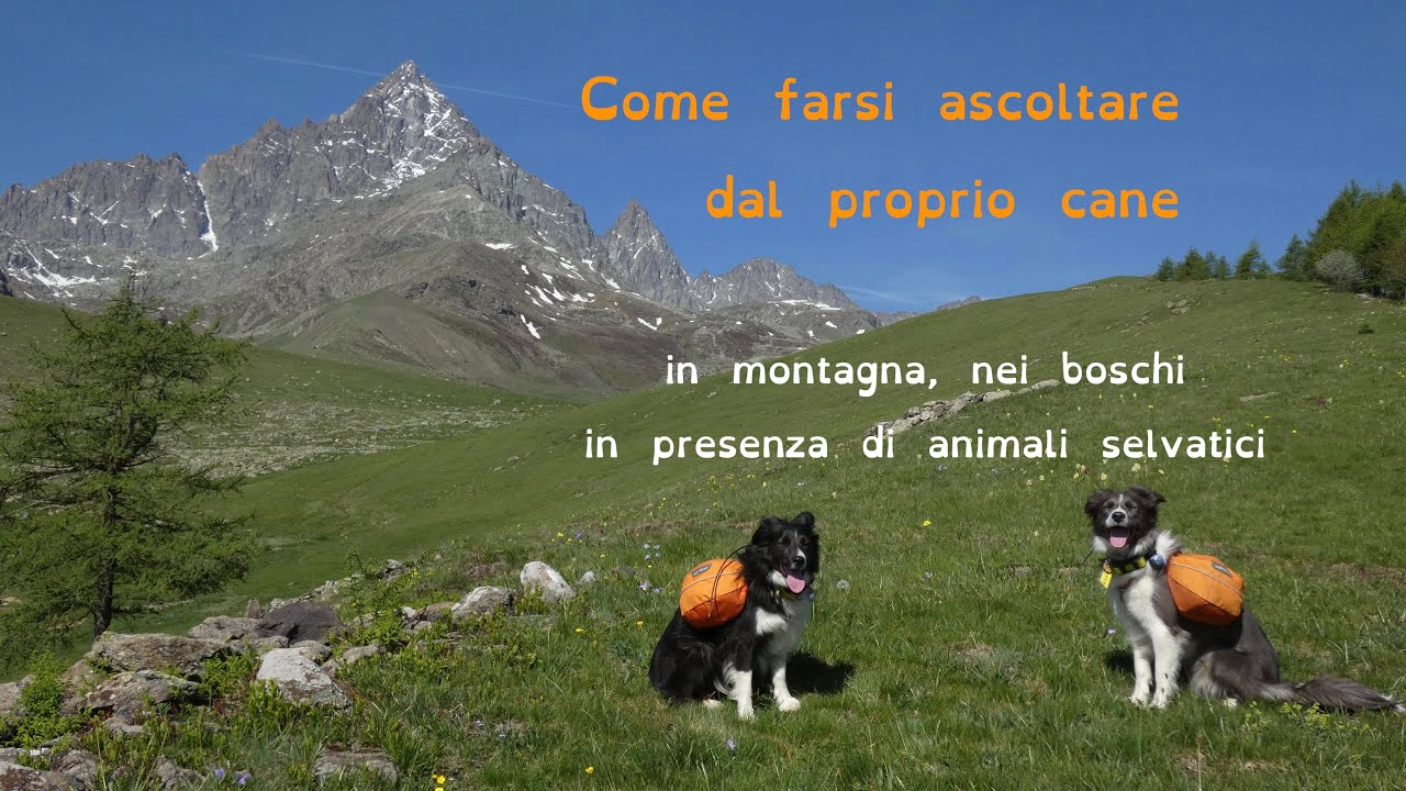 Insegnare ai cani a non inseguire gli animali selvatici