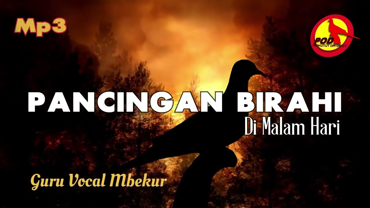 Suara Perkutut Ngerot, Pancingan Birahi Di Malam Hari