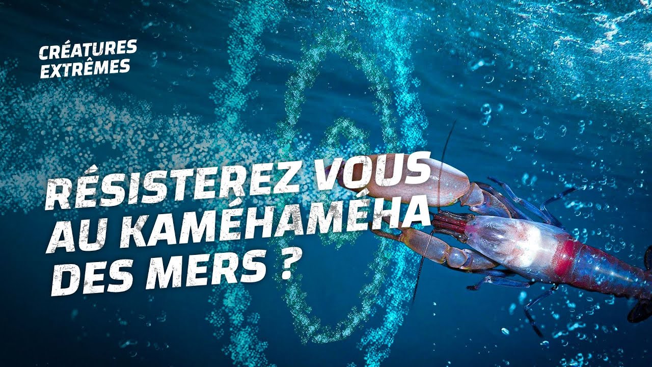 Les crevettes sont surpuissantes
