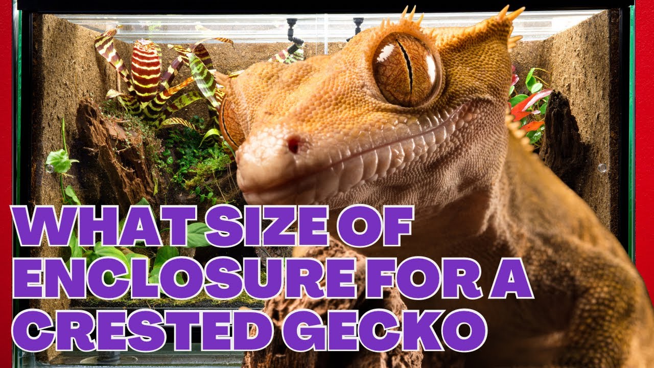 What size of enclosure for a crested gecko