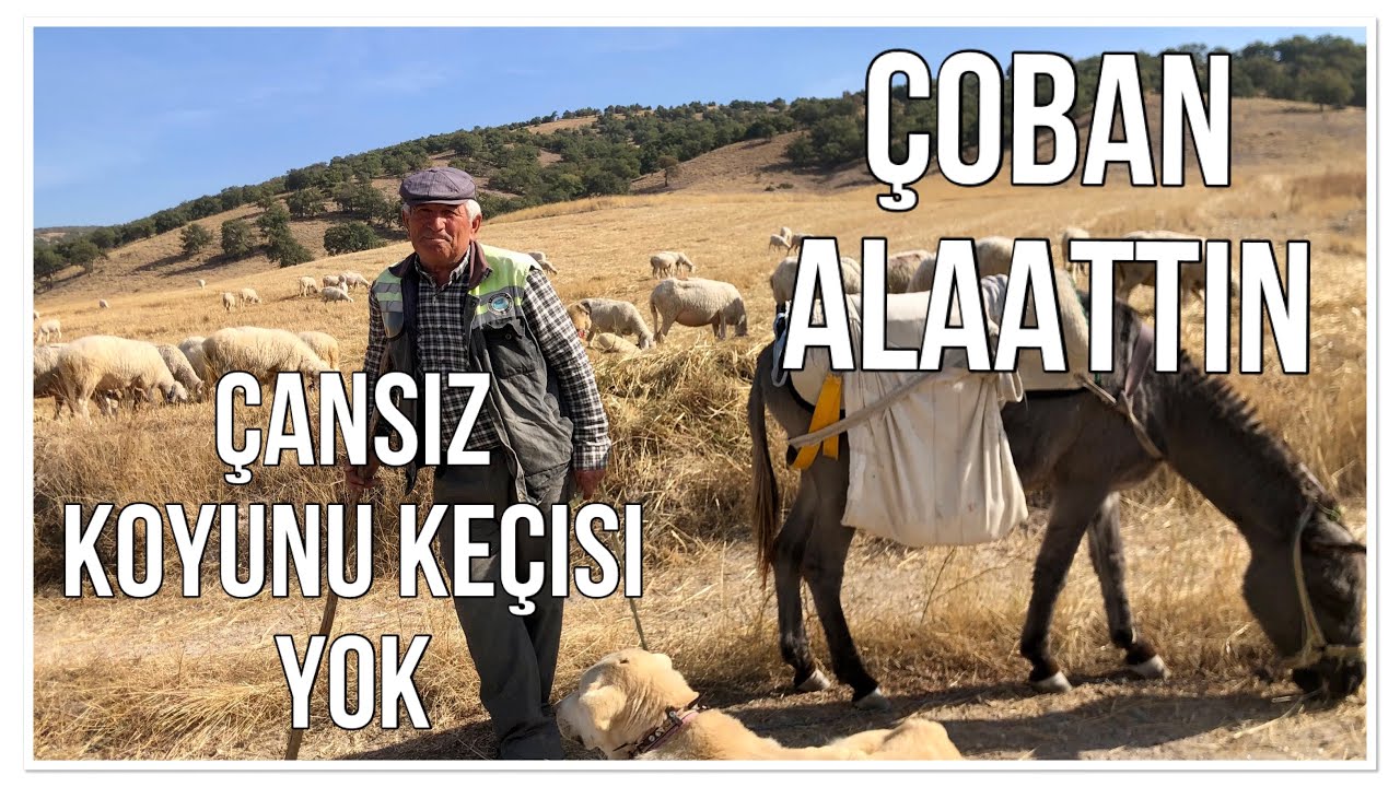 ÇANSIZ KOYUNU KEÇİSİ YOK - ÇOBAN ALAATTİN