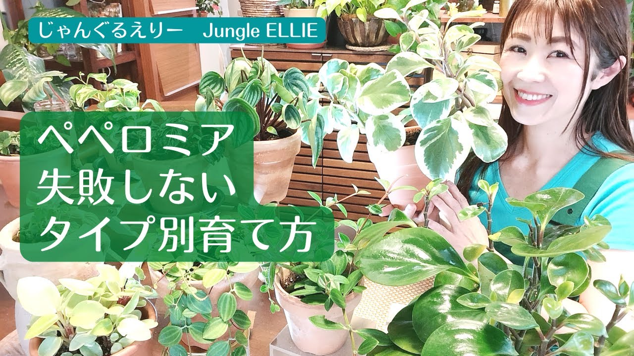 【失敗しないペペロミア育て方】ペペロミアの特徴・葉のタイプを知り、種類により育て方・環境を変えてイキイキ大きく育てる方法、水やり・葉水・温度・湿度・用土など　[観葉植物]　ー　Ep.42