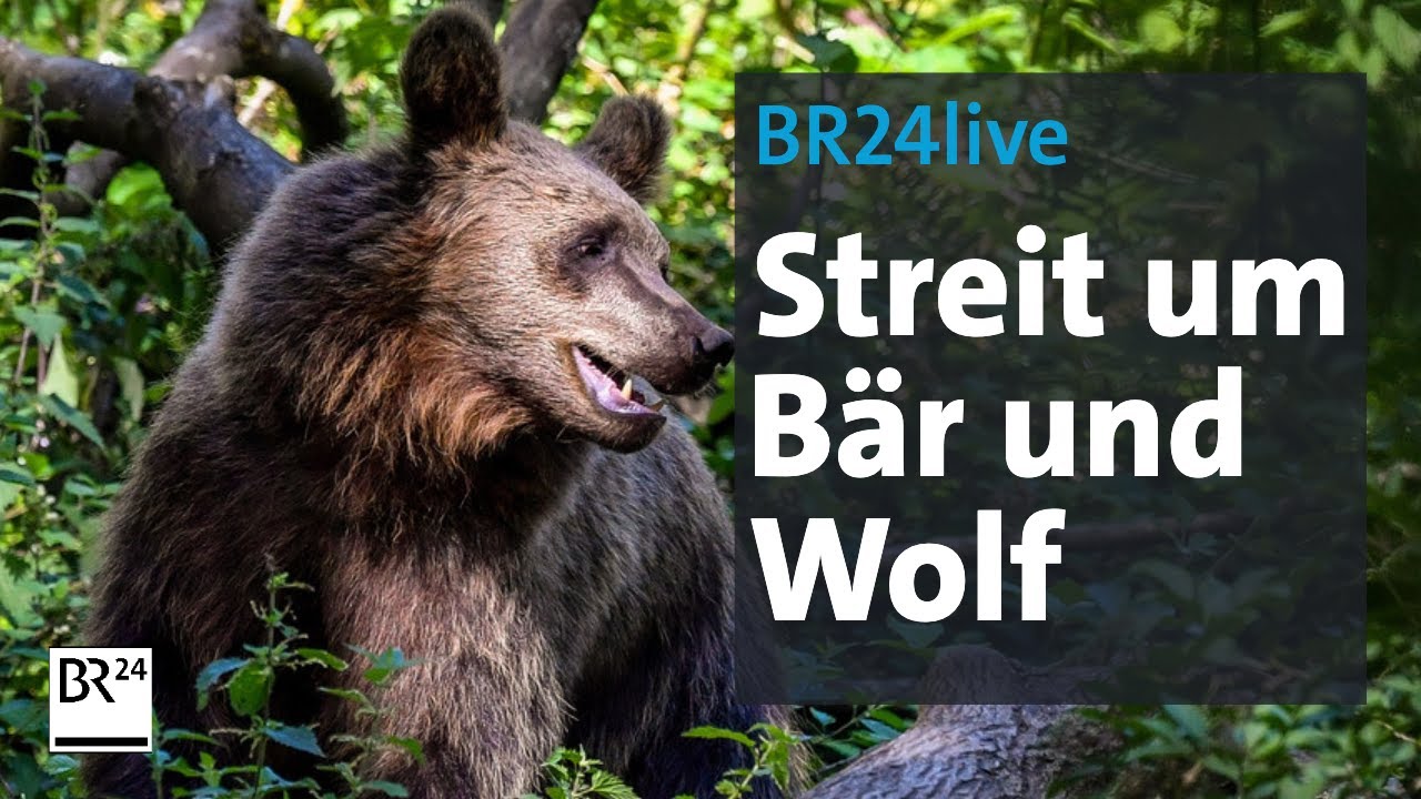 Streit um Bär und Wolf - Wie viele Wildtiere verträgt Bayern?  | jetzt red i | BR24live
