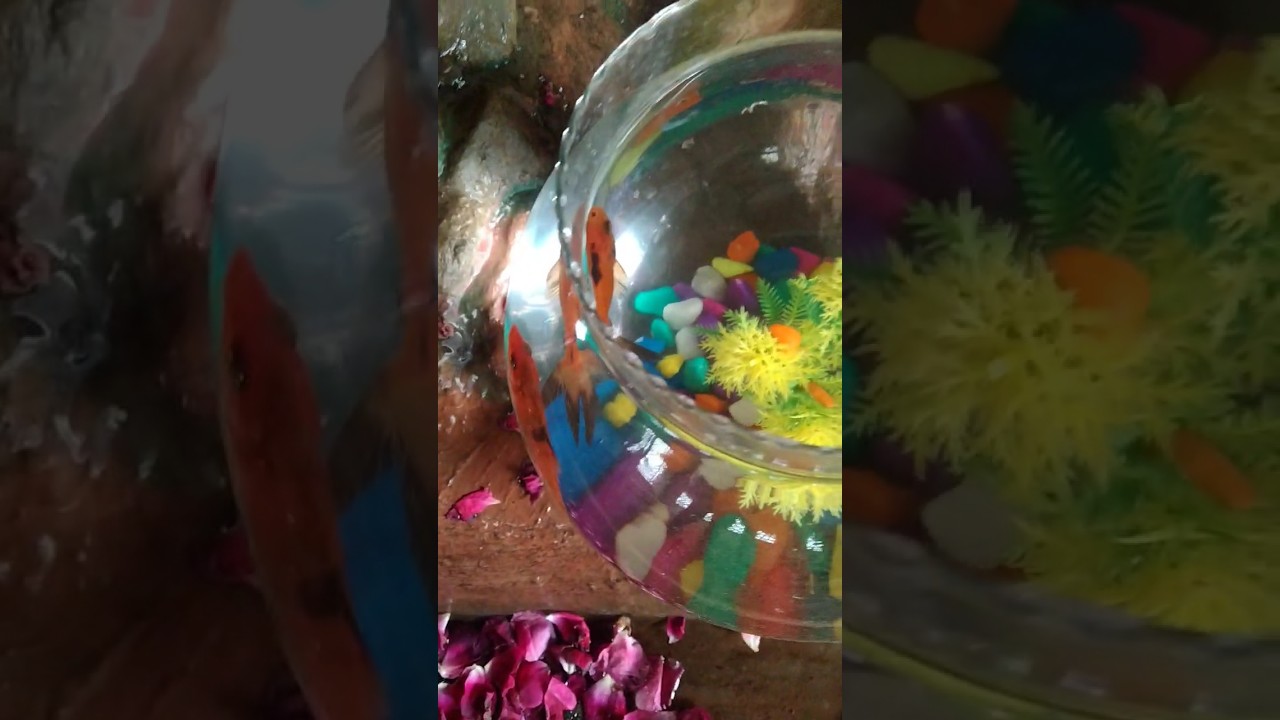 Amazing water Fish 🐠//Matka ke Ander colour full fish 🐟 #funny #comedy #fun #amazing