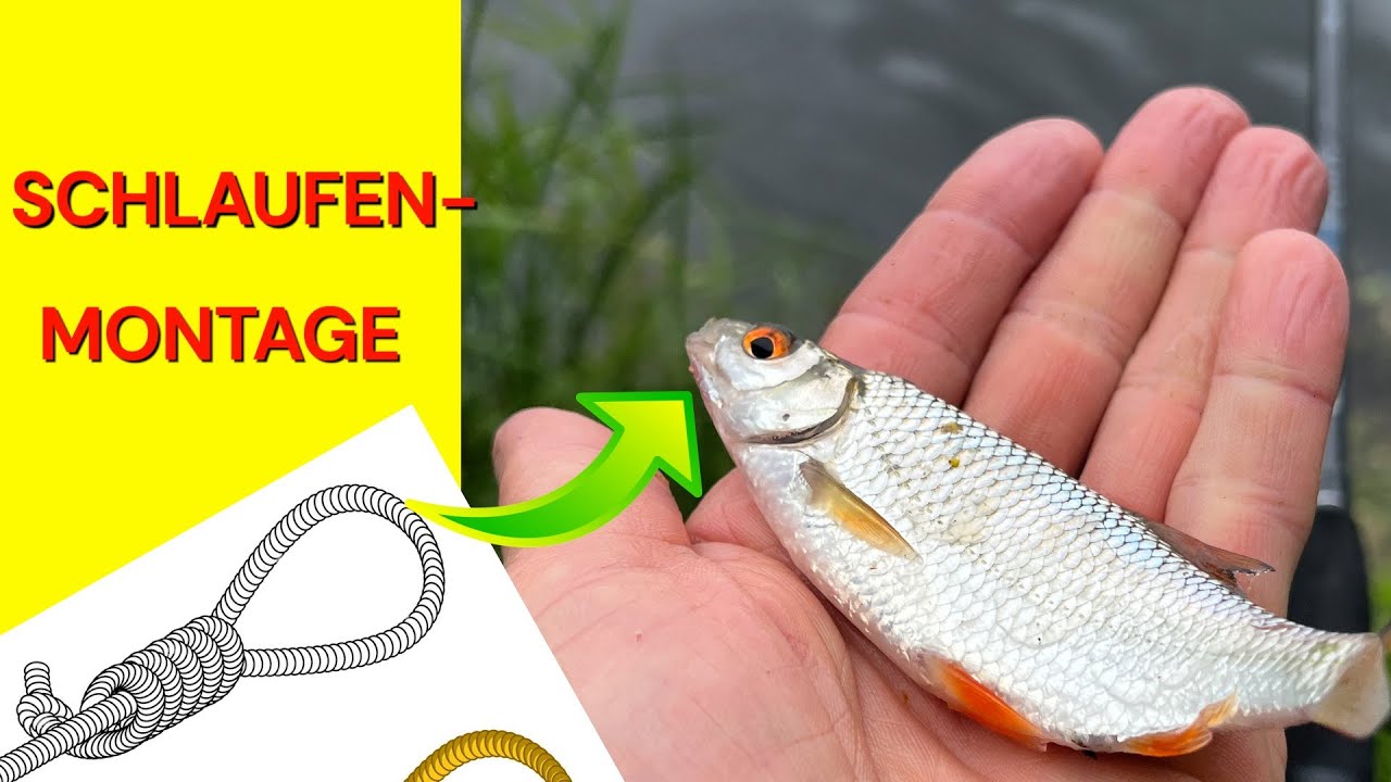 SCHLAUFEN-MONTAGE! IDEALE MONTAGE ZUM FEEDERN