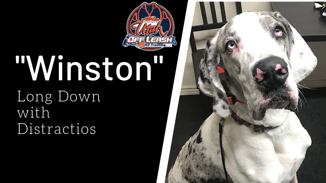 Great Dane 