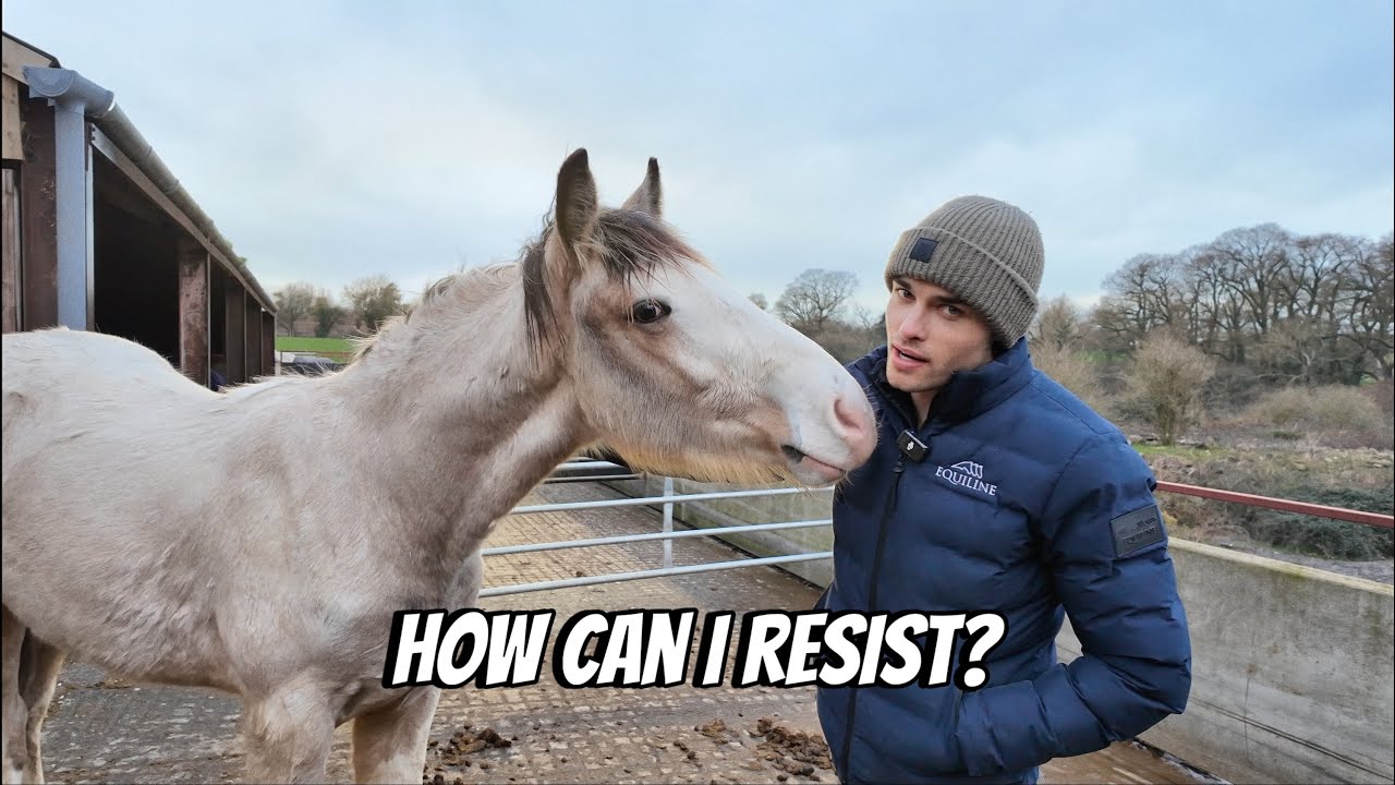 My UK Horse Shopping Trip Continues + I Found a Foal