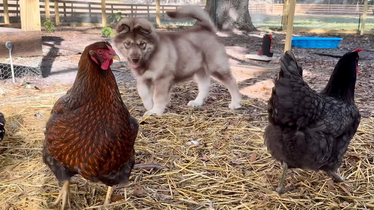 A Puppy and His Chicken Aunties 🐺🐔 | Zeus’ Journey Learning the Ranch Rules