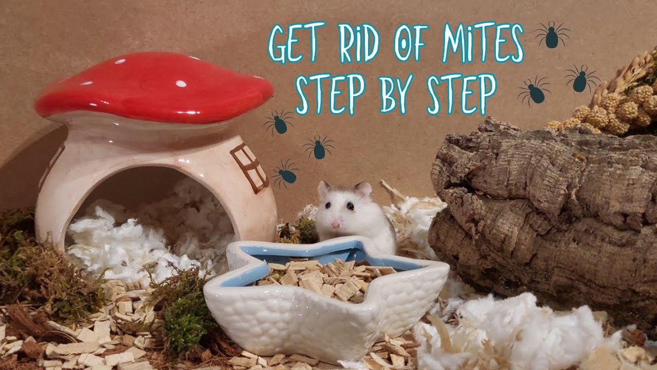 How to completely get rid of mites from your hamster's enclosure | Step by step