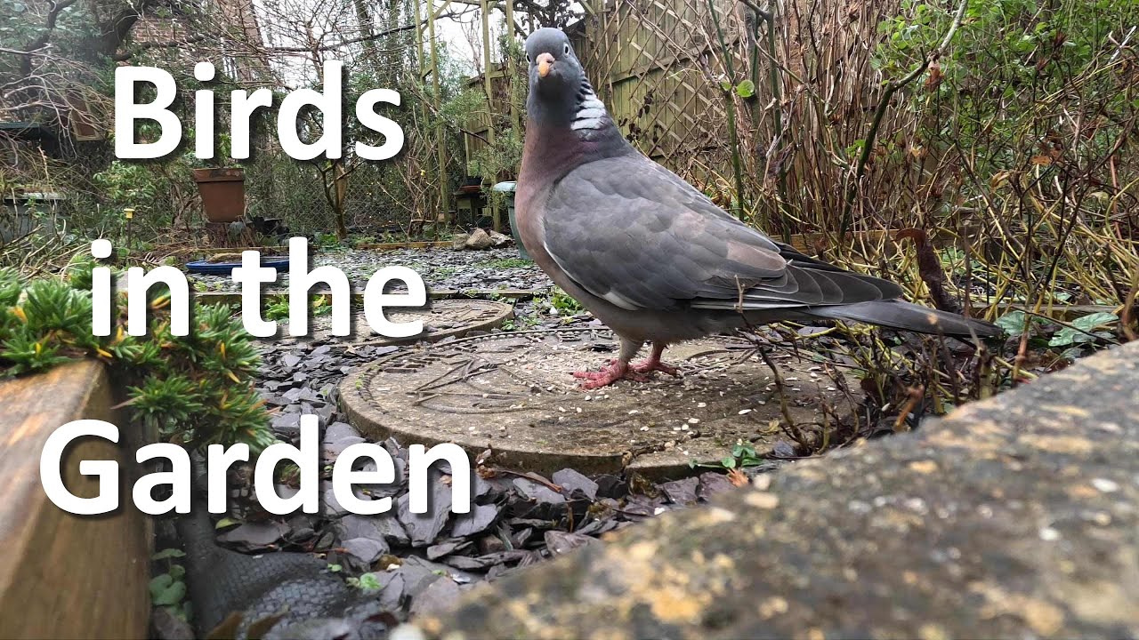 Birds in the Garden - January 2025 - Pigeons, Blackbirds, Chaffinch and Blue Tit amongst others