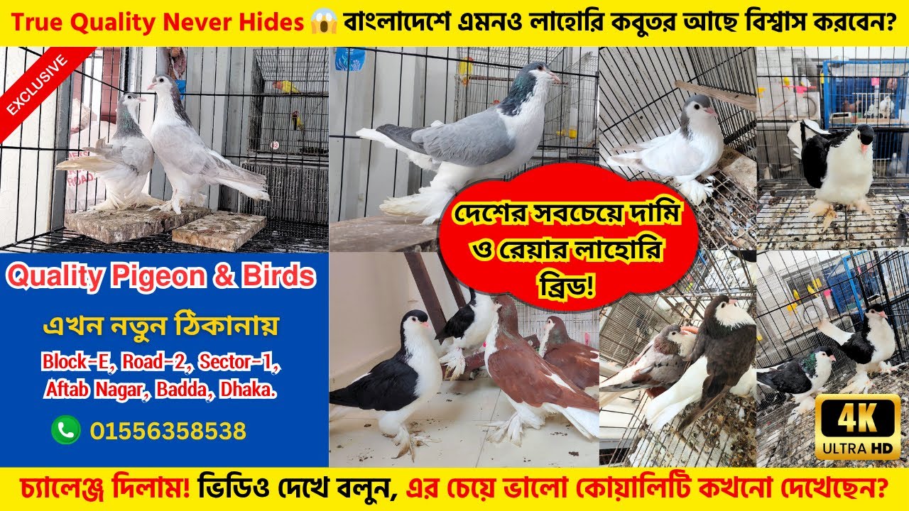 True Quality Never Hides | বাংলাদেশের সবচেয়ে রেয়ার লাহোরি কবুতরের ব্রীড | এমন কোয়ালিটি আগে দেখেননি!