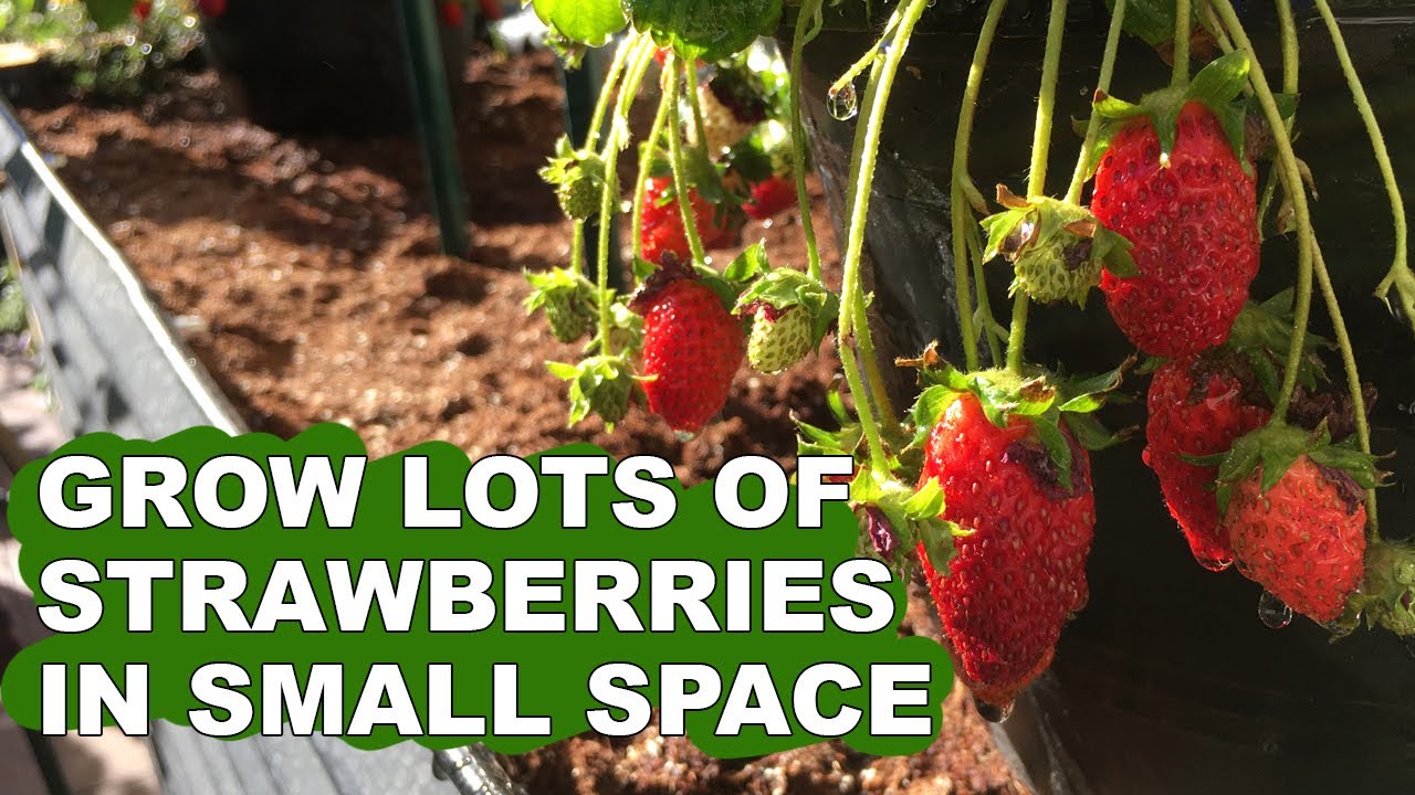 How To Transplant & Plant Bare Root Strawberry