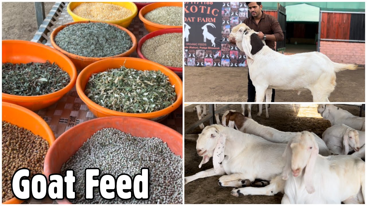 Goat Feed For Weight Gain at Exotic Goat Farm | +3KG Monthly Assurance or No Palai