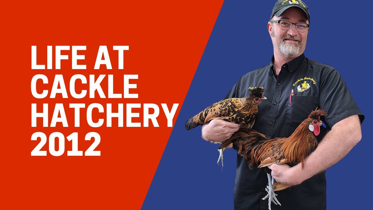 Welcome to Cackle Hatchery 2012