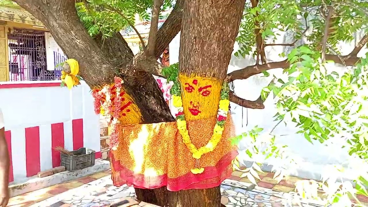🔱ఖడ్గ పద్యాలు పాడుతున్న తోగట వీర  క్షత్రియులు శ్రీ చౌడేశ్వరి అమ్మవారి వేపమాను (సంగం)