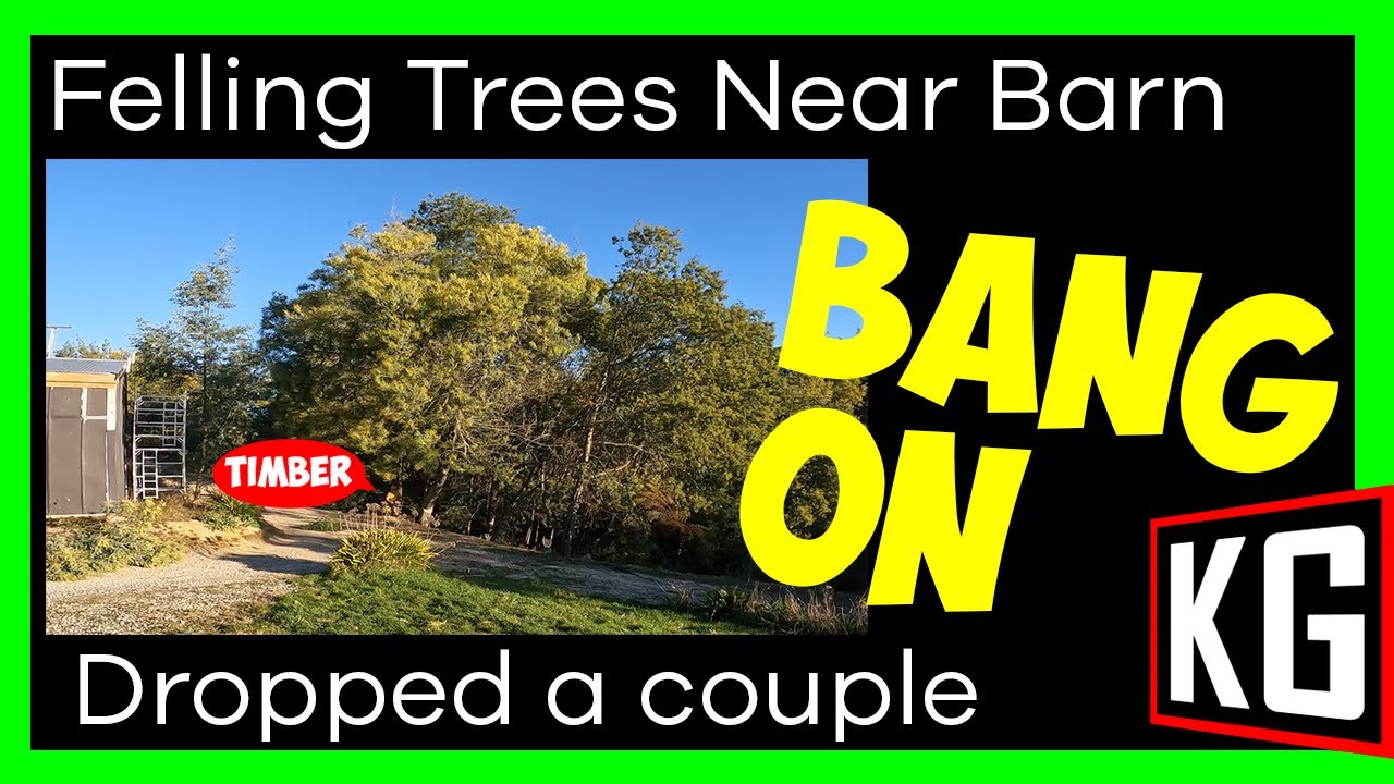 Tree Felling near Barn