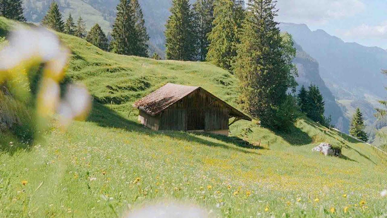 a playlist for a quiet morning 🍀(a quiet life playlist)