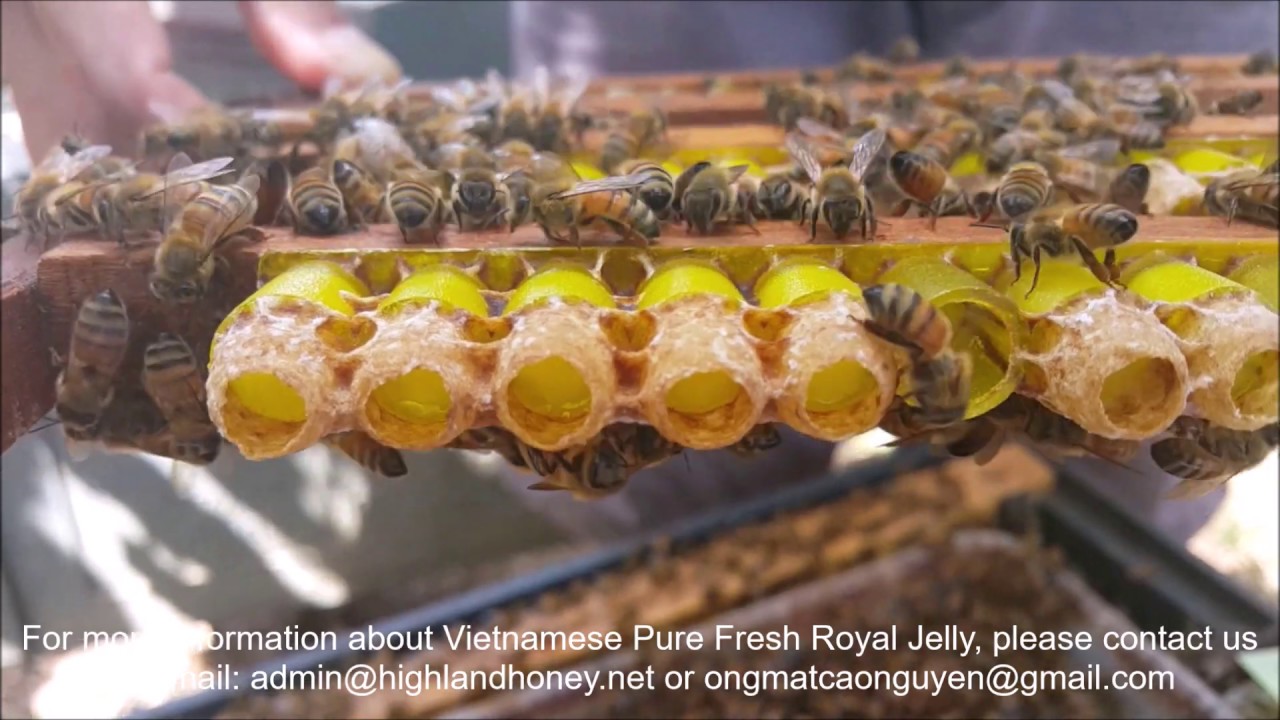 How to harvest royal jelly from bees ( beekeeping farms in Vietnam )