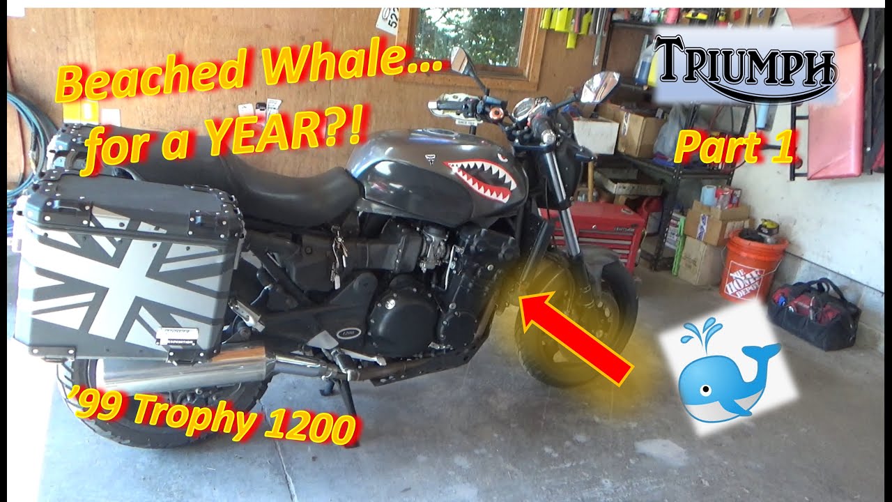 (Pt 1) Beached Whale for a YEAR?! ('99 Triumph Trophy 1200 - Father's Day Special)