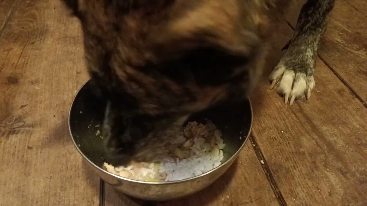 Akira’s Cozy Kitchen: Rescue Dog ASMR | Chicken & Rice Soup