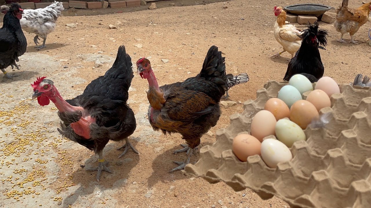 Mi pequeño negocio con 12 gallinas 