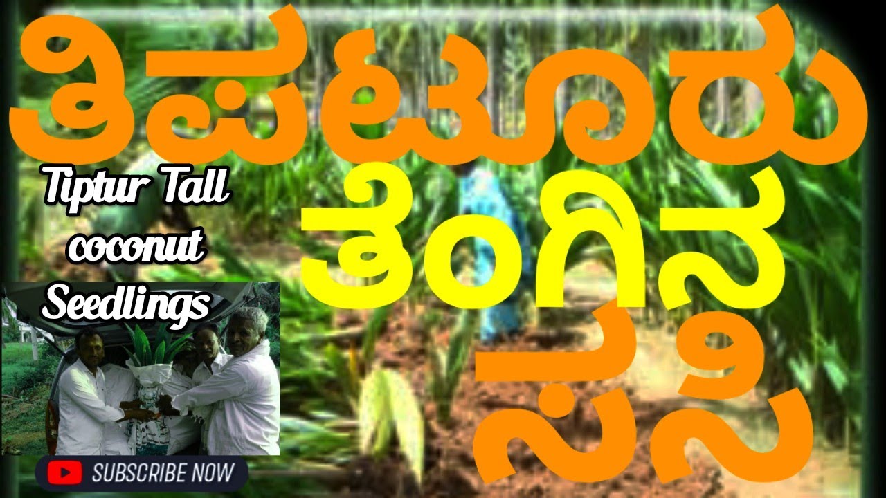 Tiptur Tall Coconut Nursery|ತಿಪಟೂರು ಟಾಲ್ |ತೆಂಗಿನ ಸಸಿ|ರೈತ #dlingappa ಬೆಳೆದ ಶ್ರೇಷ್ಠ Coconut plants