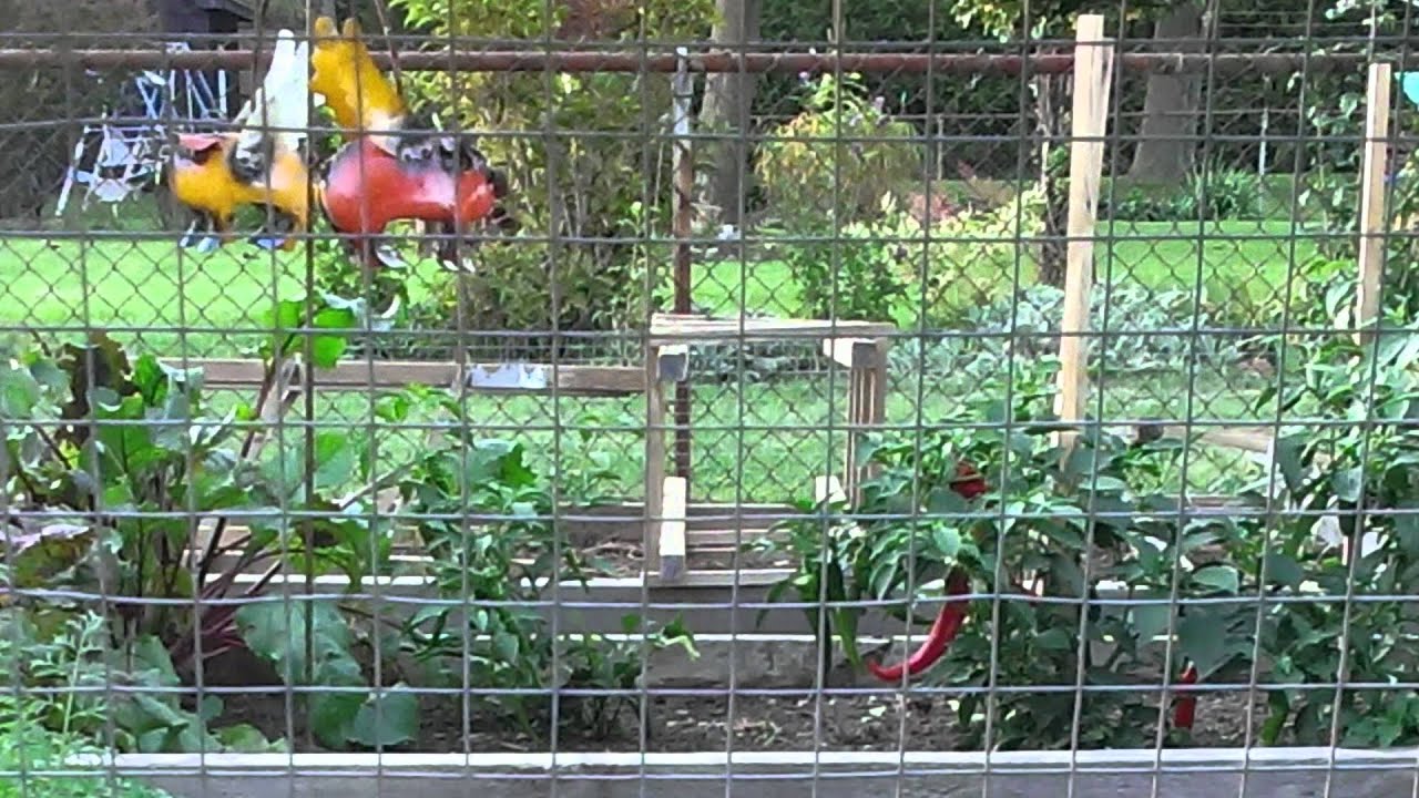 Capturing Wild Yeast Part I - Capturing the Yeast