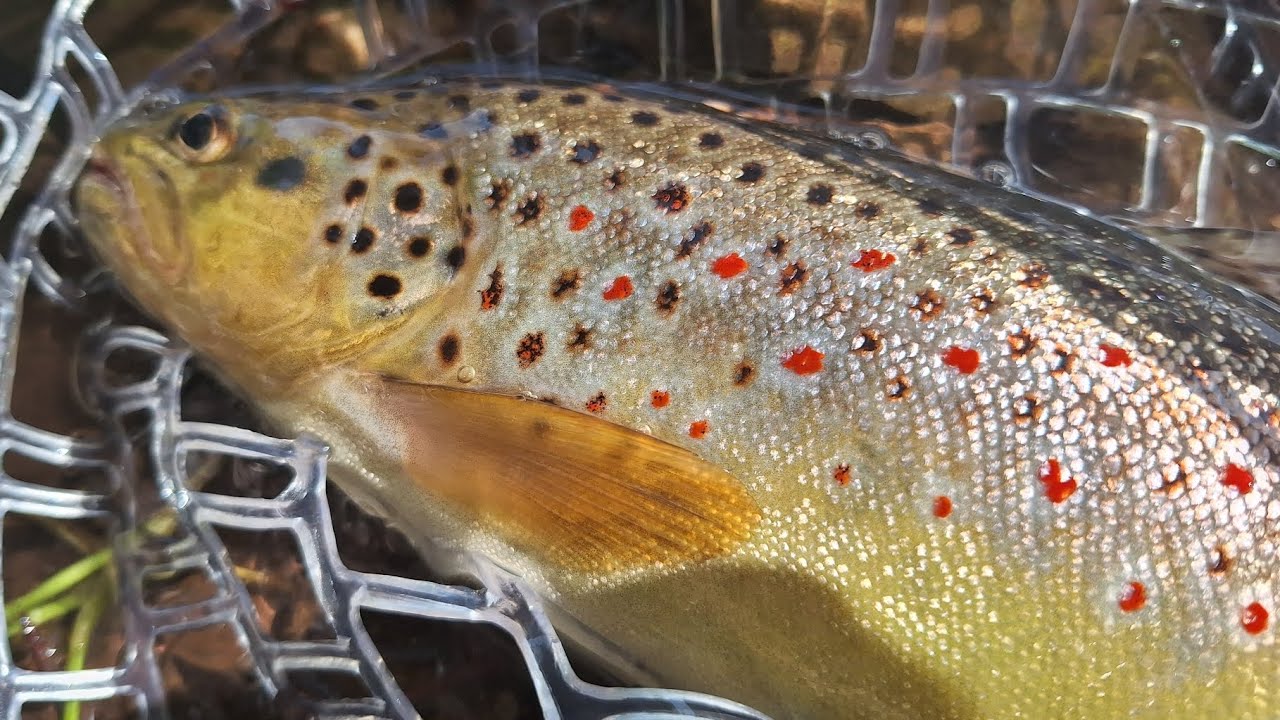 Lake trout fishing l Biogradsko Jezero l Lov pastrmke I Crna Gora l Montenegro