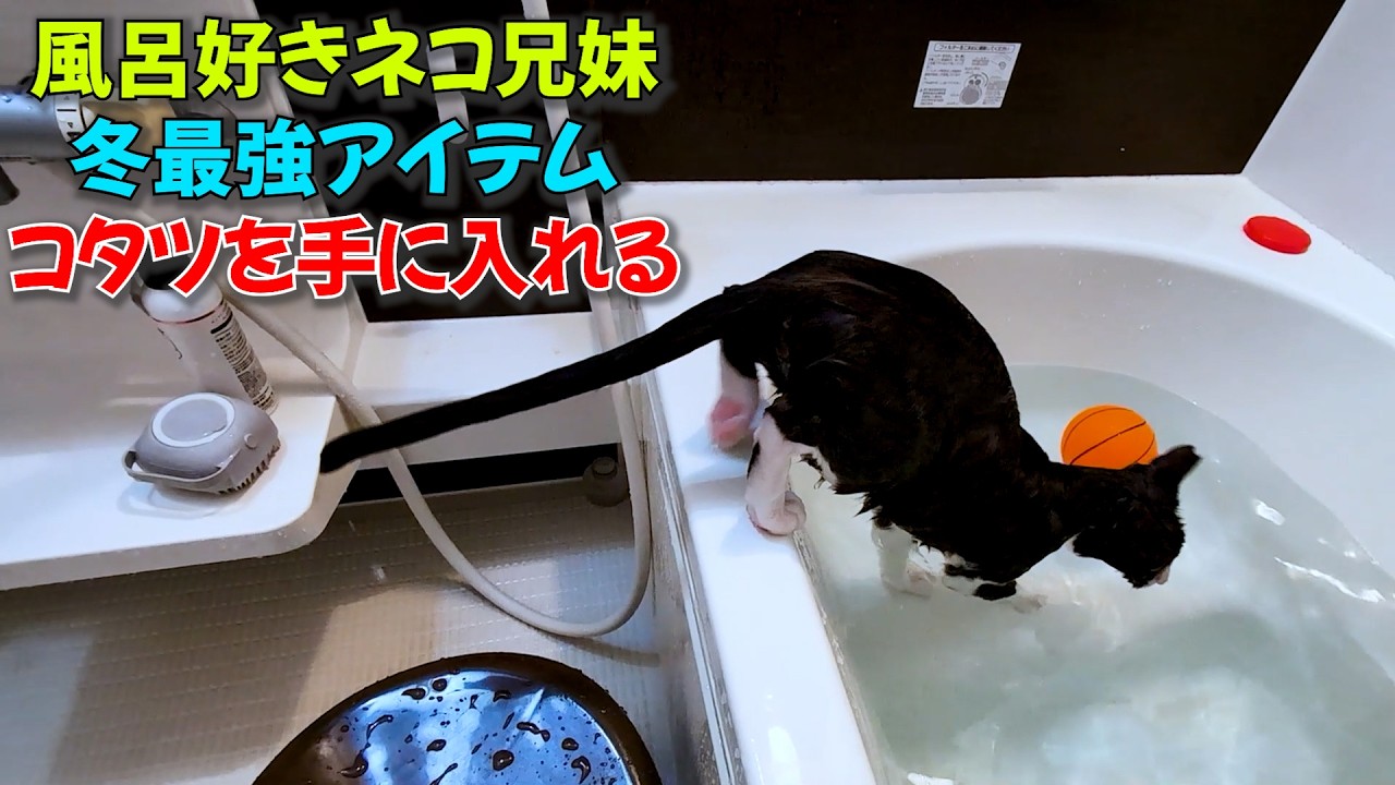 爪切りするのも風呂に入るのも普通の猫さん兄妹たちが、今年もコタツを手に入れました