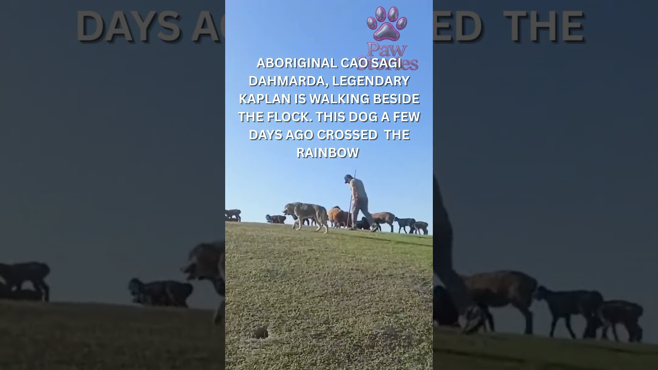 In the Wild Pastures of Central Asia -a Legend Named Kaplan walked #shorts #centralasianshepherd