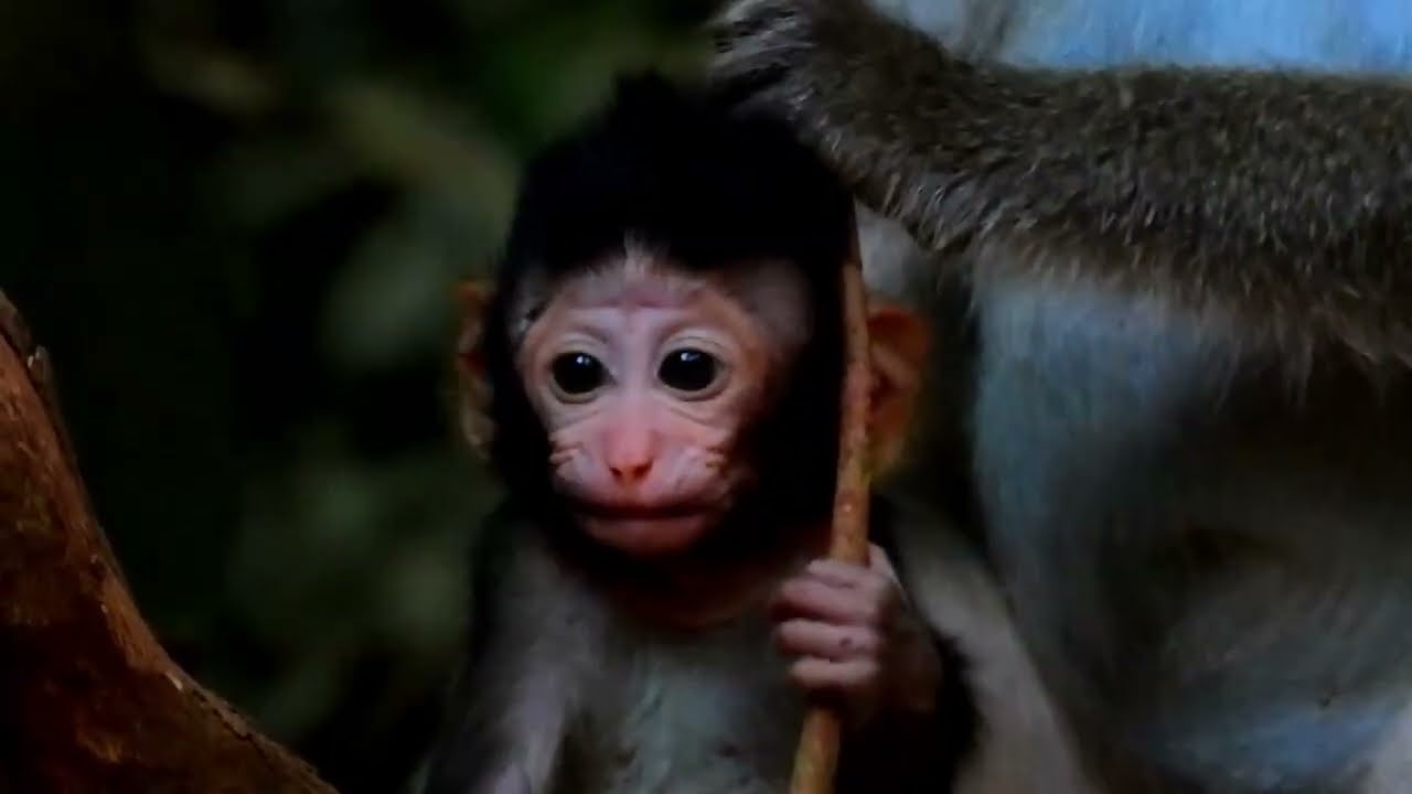Monkey Grab In Cambodia Good All Monkeys In Khmer #084