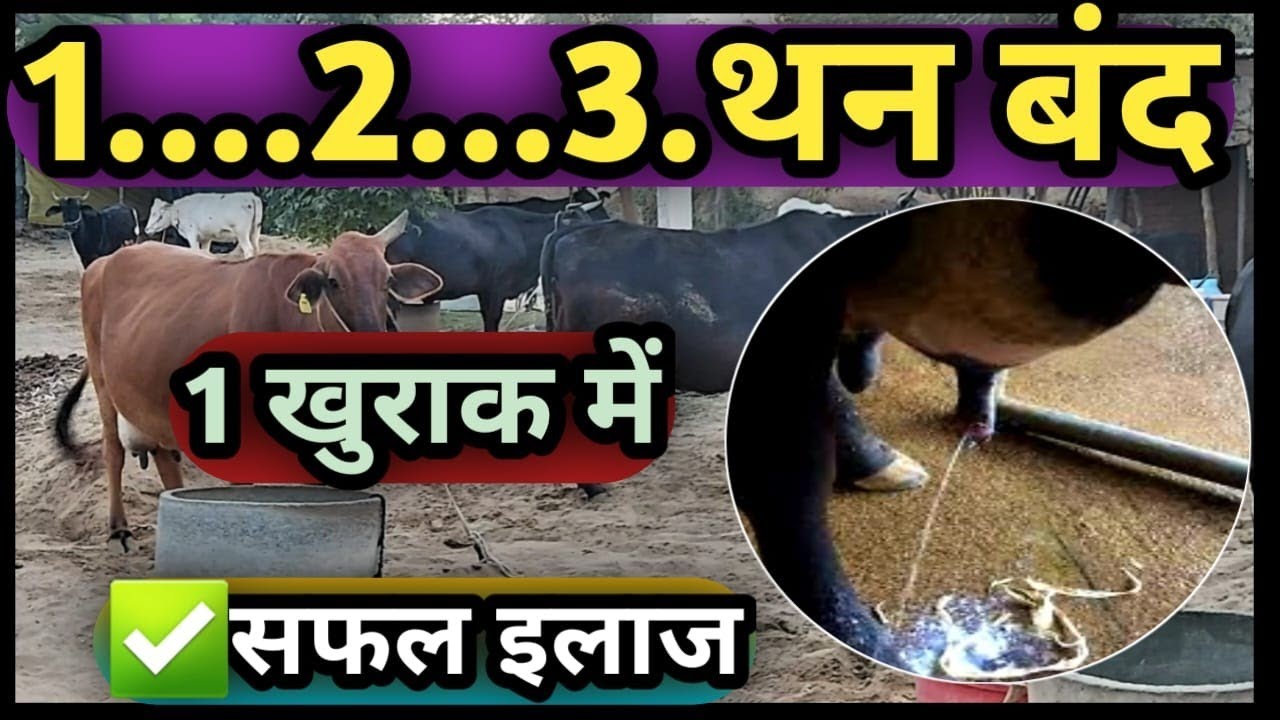 गाय भैंस के बंद थन का इलाज#भैंस के बंद थान का इलाज कैसे करें Band Than ka illaj kaise kare