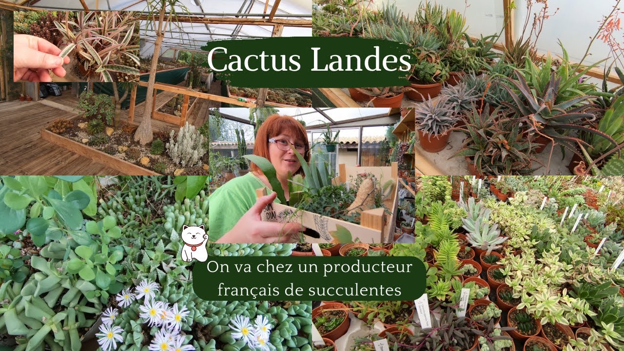 CACTUS LANDES 🌵On va chez un producteur français de succulentes et cactus | Haul plantes évidemment