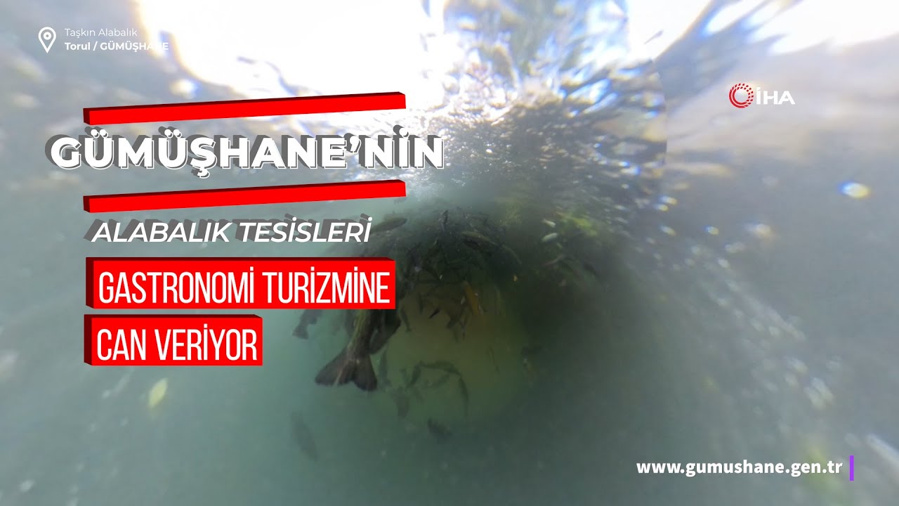Gümüşhane’nin alabalık tesisleri gastronomi turizmine can veriyor