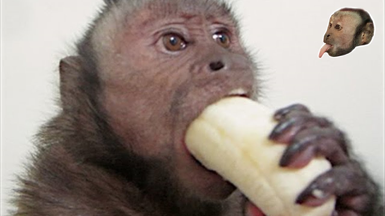 Cute Monkey Eating Banana