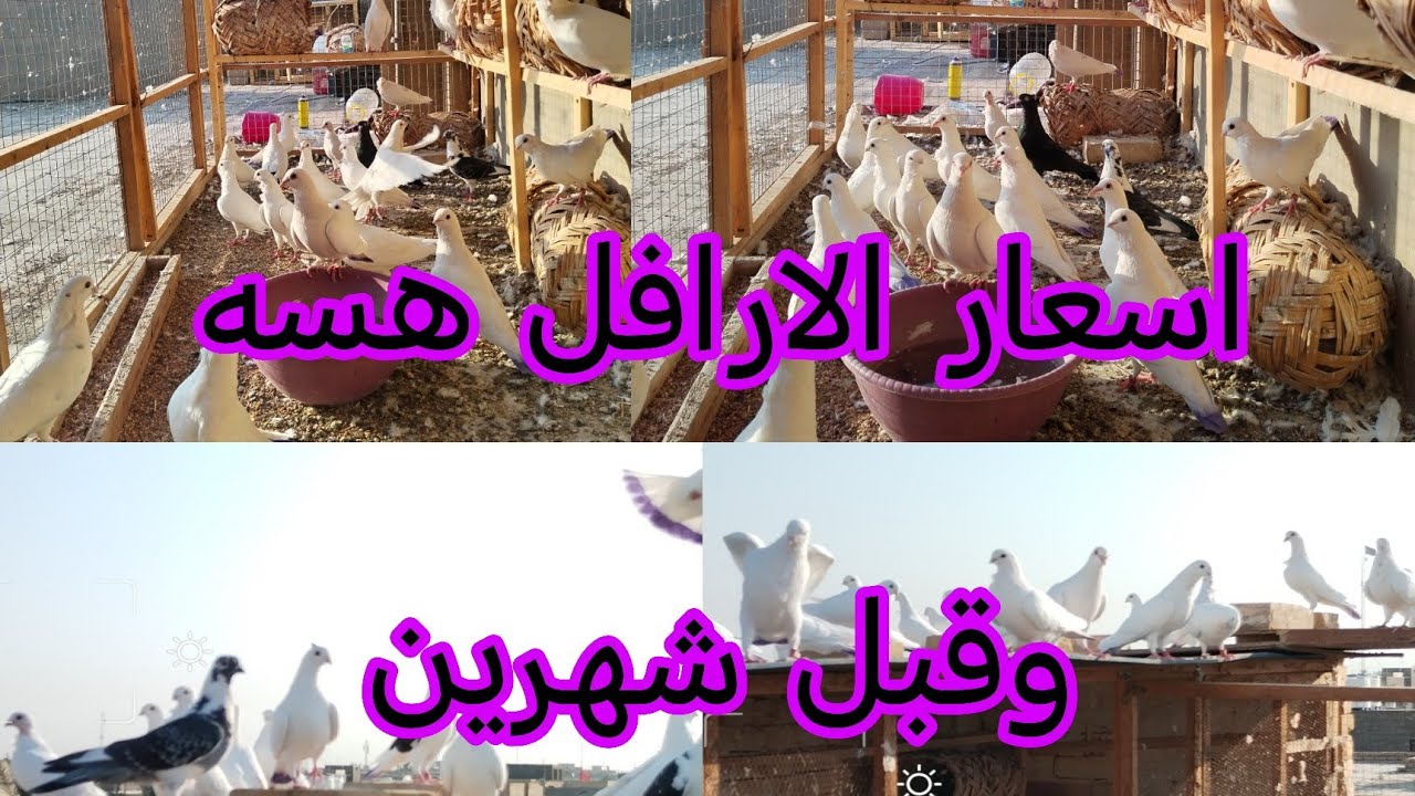 اسعار الارافل قبل شهرين وهسه الارافل نار لعيون المتابعين