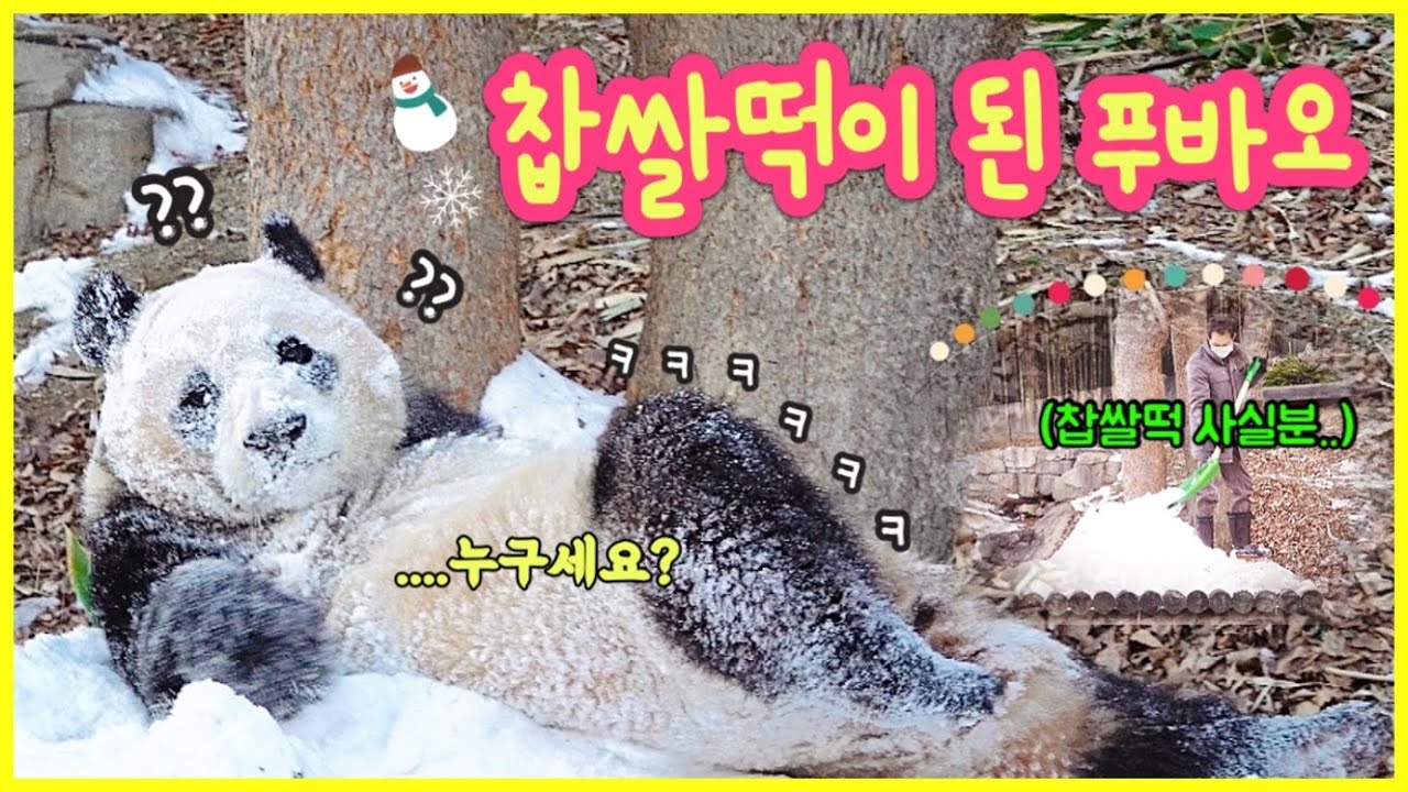 [ep.148] 얼굴이 찹쌀떡이 된 눈탱밤탱 푸모찌 푸바오❄️💕/ 엄마 닮아 귀(?)도 밝은 푸똑똑씨🤶🏻/ 러바오..너 거기서 뭐하는데....🤣/ 에버랜드 판다월드