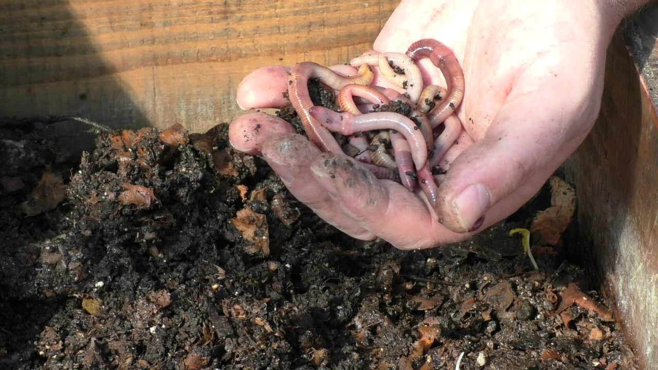 Gliste za ribolov eisenia hortensis & dendrobaena veneta, uzgoj glista 0 dio Red worm house