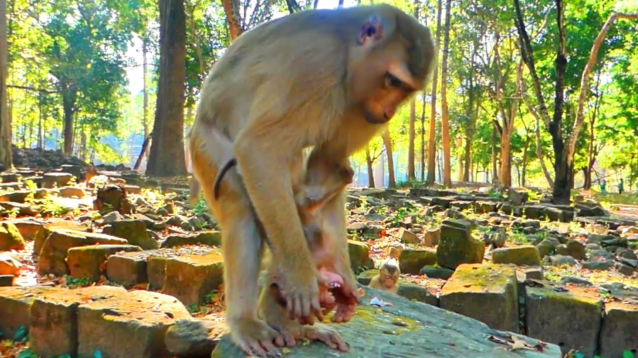 The poor abandoned monkey fell into the stone while he cried, following monkey Amanda