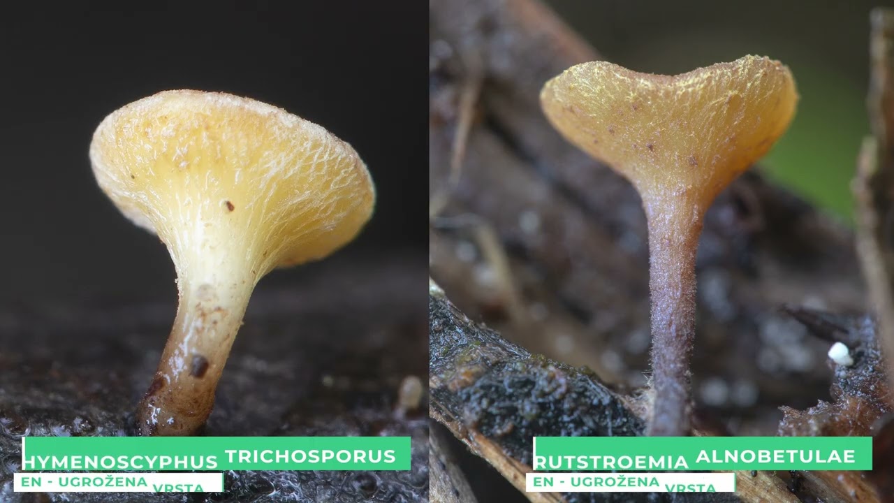Carstvo gljiva u carstvu mahovine #MycoBH #mycology #pealands #bogs #fungi #bosniaandherzegovina
