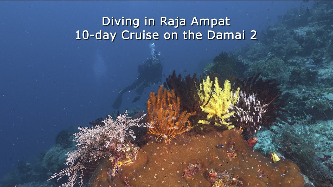 Diving in Raja Ampat Aboard the Damai 2 Liveaboard - Dec 2022