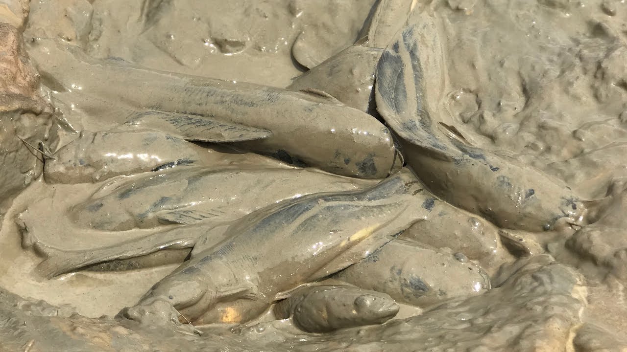 Fishing Field | Easy Catching Dead Catfish n Snakehead Fish At Dry Field - Dead Fish Dry Season