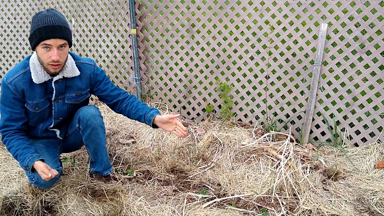 Planting SEEDS in a Ruth Stout Garden!